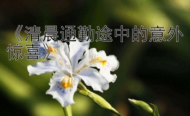 《清晨通勤途中的意外惊喜》